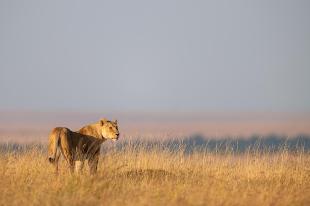 Photo une lionne sur un champ herbeux contre un ciel clair.