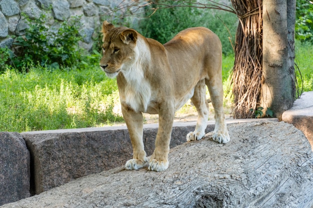 Une Lionne Debout Sur Une Pierre Par Une Journée Ensoleillée.