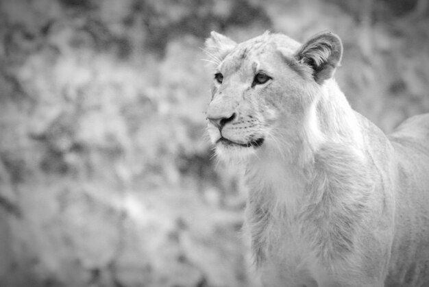 Photo la lionne détourne son regard.