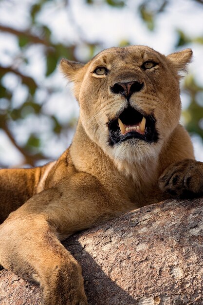 Lionne est couchée sur une branche d'arbre