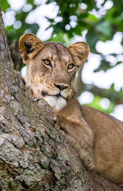 Lionne est couchée sur un grand arbre