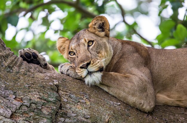 Lionne est couchée sur un grand arbre