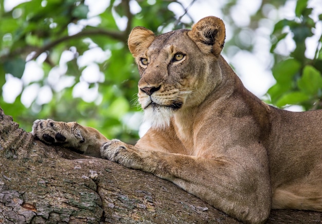 Lionne est couchée sur un grand arbre