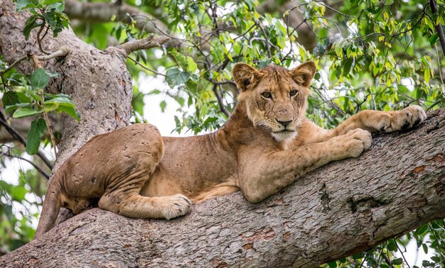 Lionne est couchée sur un grand arbre