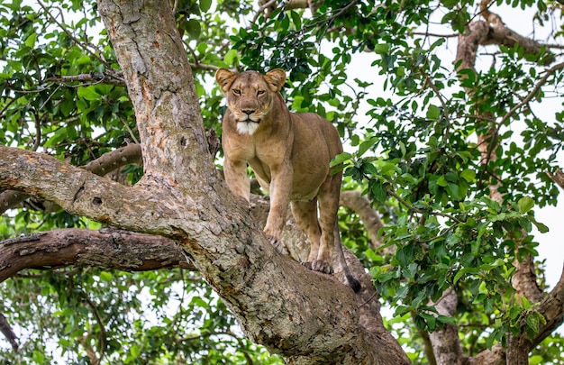 Lionne sur un grand arbre