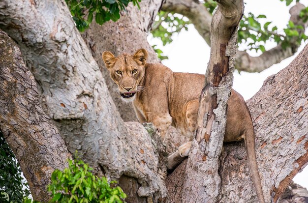 Lionne sur un grand arbre