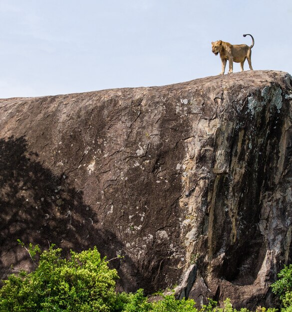 Lionne sur un gros rocher dans un parc