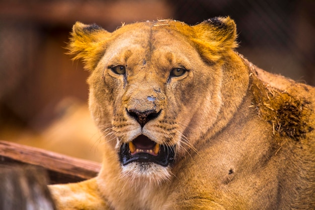 Une lionne à l'orphelinat de Nairobi au Kenya