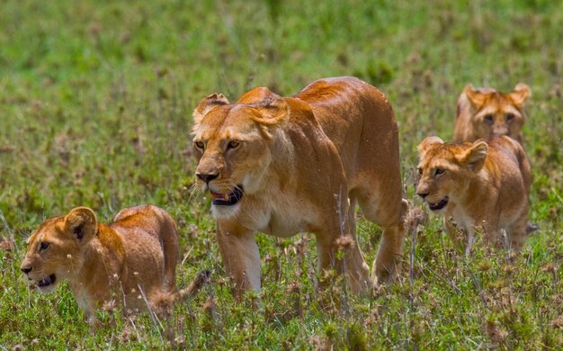 Lionne avec oursons dans la savane. Parc national. Kenya. Tanzanie. Masai Mara. Serengeti.