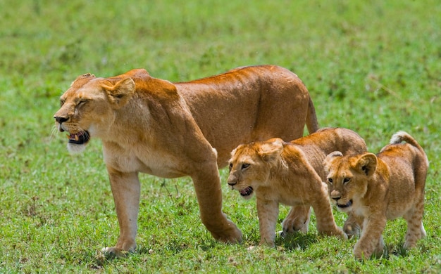 Lionne avec oursons dans la savane. Parc national. Kenya. Tanzanie. Masai Mara. Serengeti.