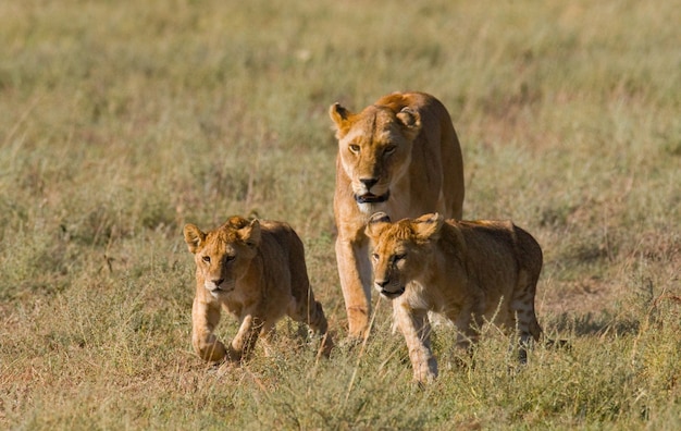 Lionne avec oursons dans la savane