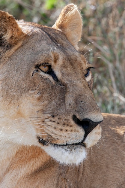 Lionne Panthera leo Botswana