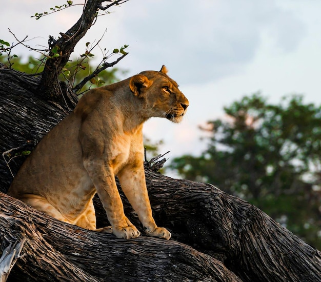 Une lionne Panthera leo en haut d'un arbre 4k stock photo lionne assise