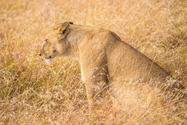 Une lionne parmi les branches dans le Masai Mara au Kenya