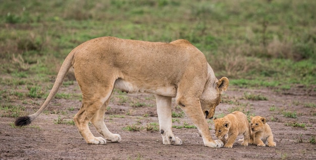 Lionne avec petit dans la nature