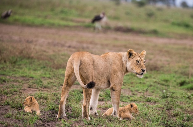 Lionne avec petit dans la nature