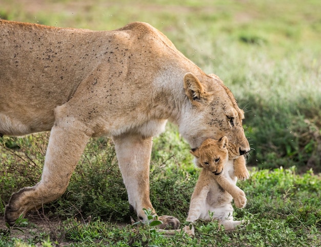 Lionne avec petit dans la nature