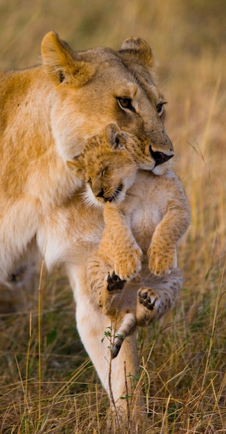 Photo lionne porte son bébé