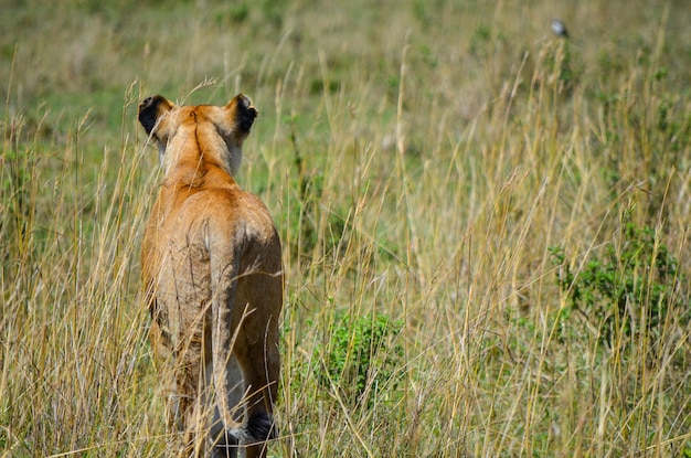 Lionne prépare à chasser le Masai Mara Kenya Afrique