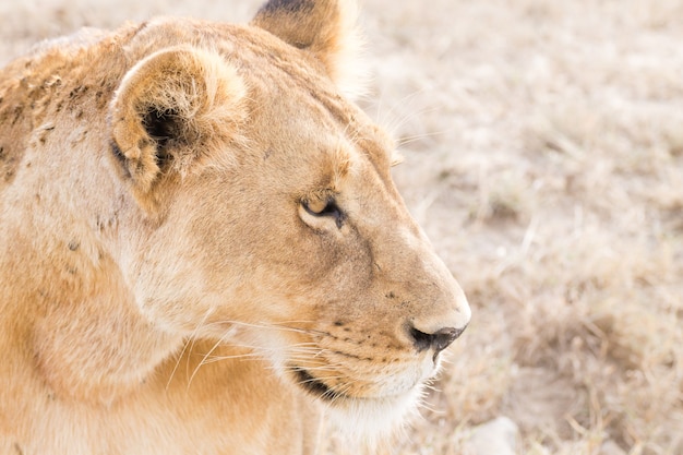 Lionne de près. Parc national du Serengeti, Tanzanie. La faune africaine