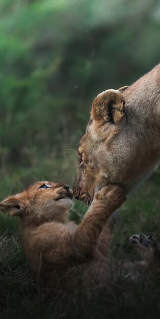 Photo la lionne qui boit de l'eau