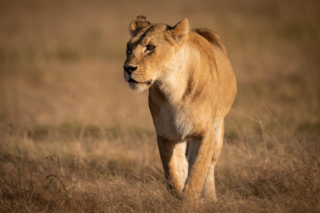 Une lionne qui marche sur un champ herbeux.