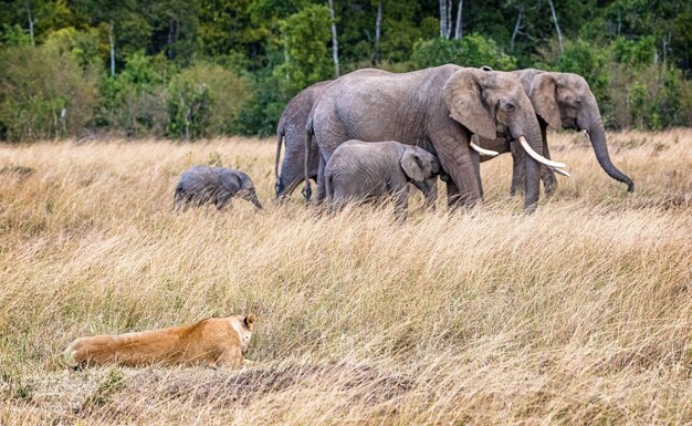 Lionne regardant passer un troupeau d'éléphants