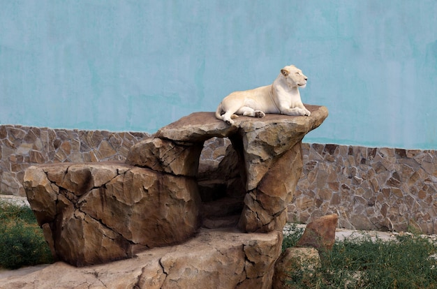 La lionne repose sur une pierre dans le sanctuaire animalier du parc, safari pour les lions