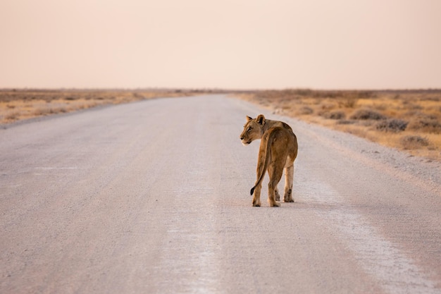 Lionne sur la route dans le parc national d'Etosha au coucher du soleil en Namibie