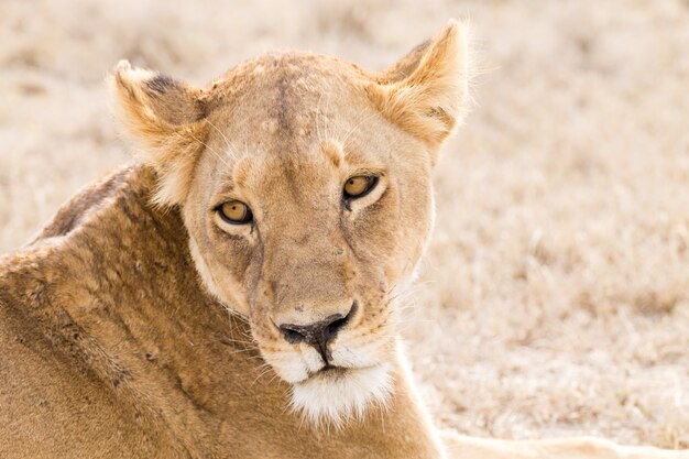 Lionne se bouchent. Parc national du Serengeti, Tanzanie, Afrique