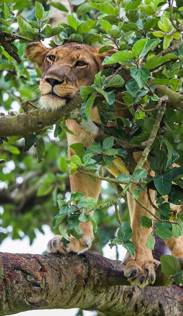 Lionne se cache dans les branches d'arbres d'un grand arbre