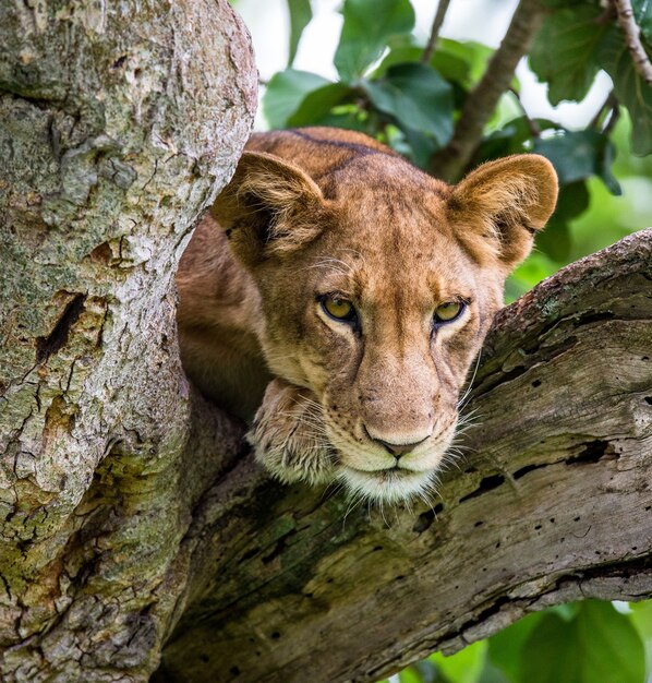 Lionne se cache dans les branches d'arbres d'un grand arbre