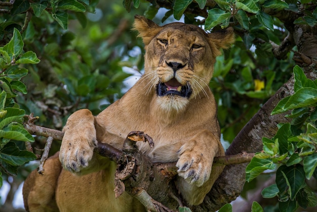 Lionne se cache dans les feuilles d'un grand arbre