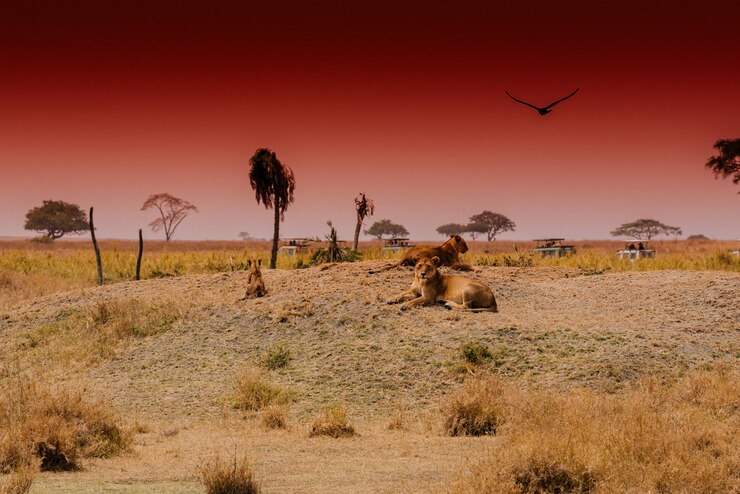 Photo la lionne se détend dans le champ contre le ciel rouge au coucher du soleil.