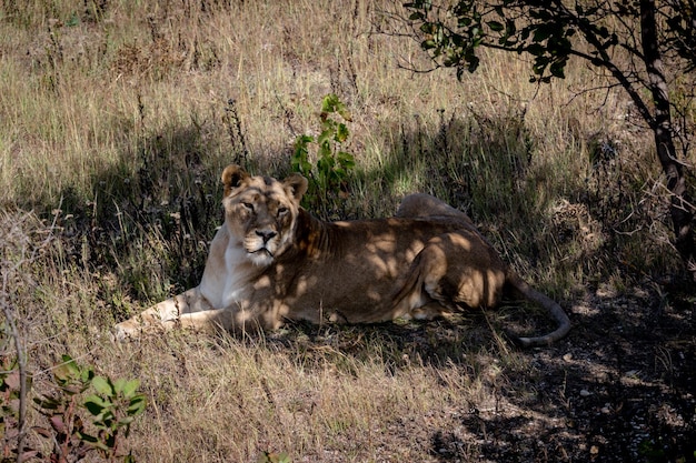 La lionne se repose à l'ombre des arbres se trouve sur le sol