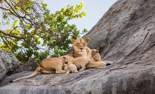 Lionne et ses petits sur un gros rocher.