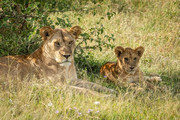 Une lionne avec son petit reposant sur le champ