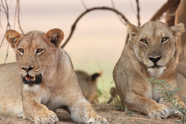 Des lionnes se détendent sur le champ.