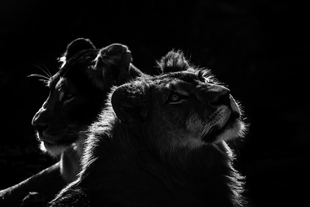 Photo des lions sur un fond noir