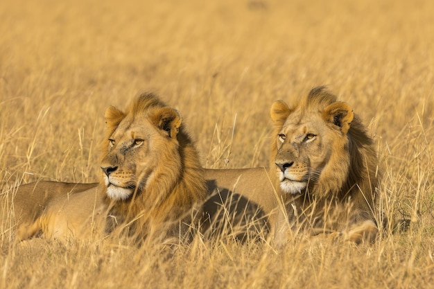 Photo des lions majestueux se prélassent dans l'herbe dorée.