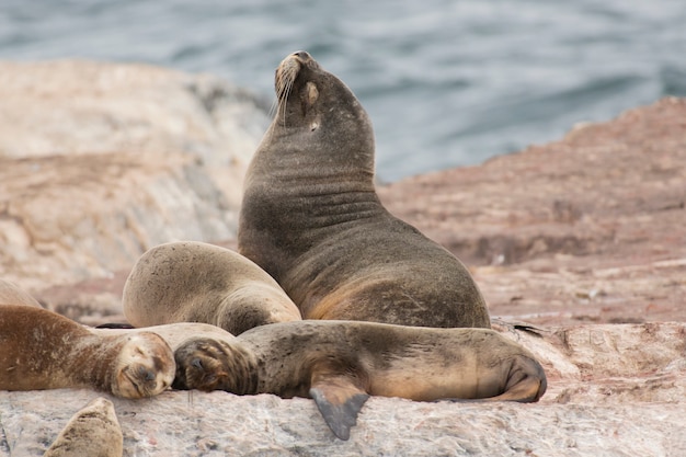 Lions de mer d'Amérique du Sud