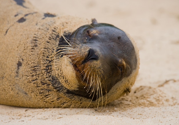 lions de mer couchés sur le sable