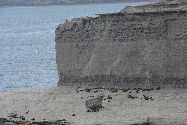 Lions de mer dans la zone protégée de Punta Loma Puerto Madryn