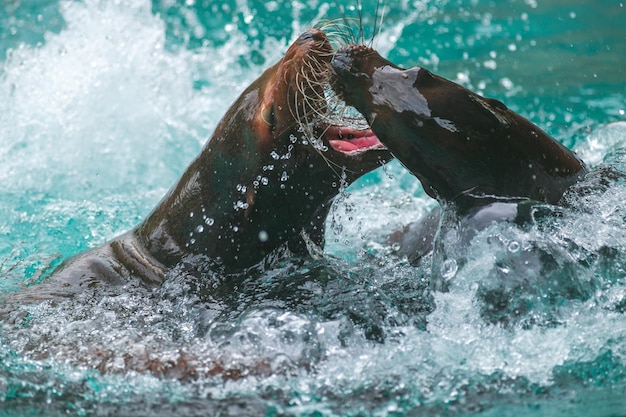 Des lions de mer jouant dans l'eau Photographie prise en France