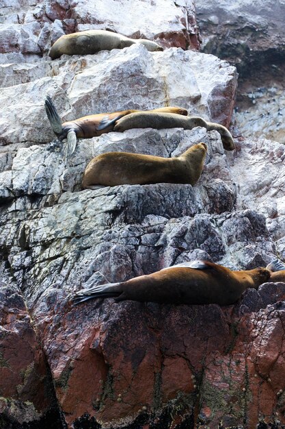 Lions de mer luttant pour un rocher sur la côte péruvienne aux îles Ballestas au Pérou