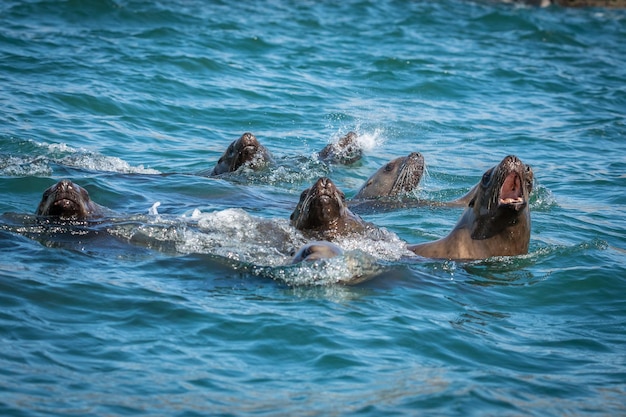 Photo les lions de mer en mer