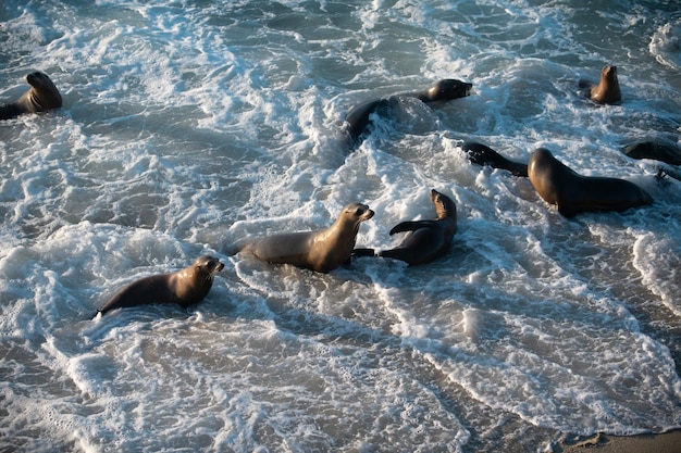 Lions de mer sur les rochers à san diego en californie