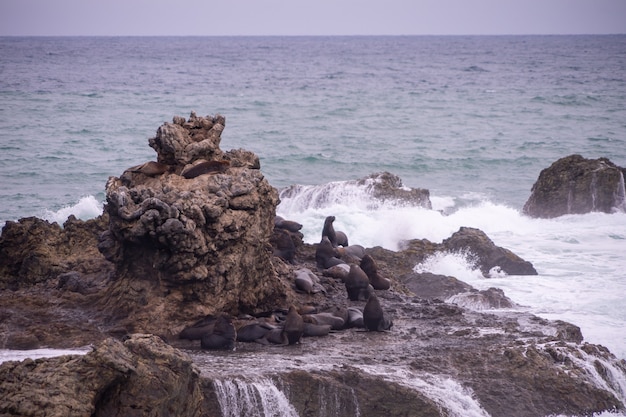 Lions de mer sur des rochers avec des vagues déferlantes