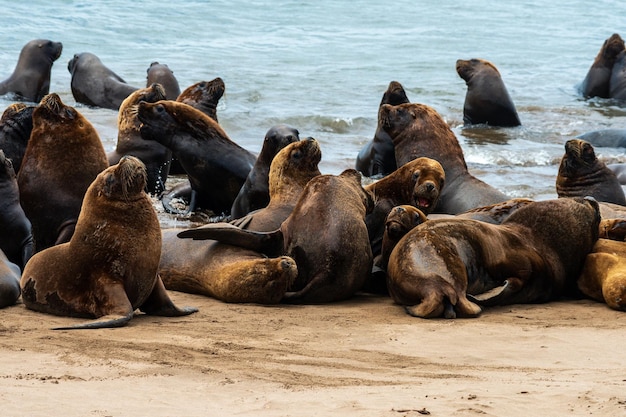 Des lions de mer sur le sable de la plage