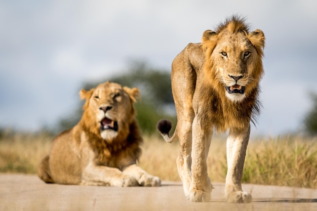 Des lions sur le terrain contre le ciel